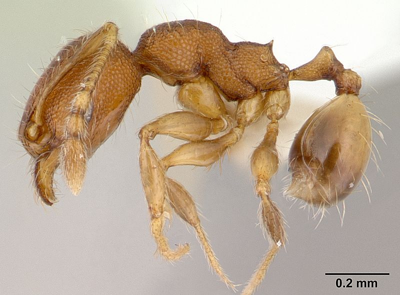 File:Pheidole flavens casent0178022 profile 1.jpg