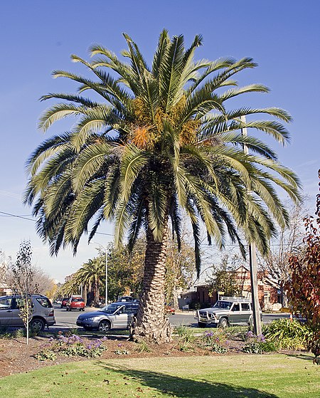 Phoenix canariensis located at the Victory Memorial Gardens.jpg