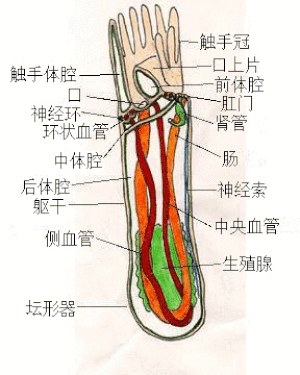 帚虫动物门