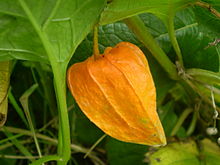 Physalis alkekengi franchetii 0.2 R.jpg 