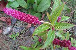 Miniatura para Phytolacca bogotensis