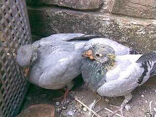 <span class="mw-page-title-main">Pigeon pox</span> Viral disease of pigeons