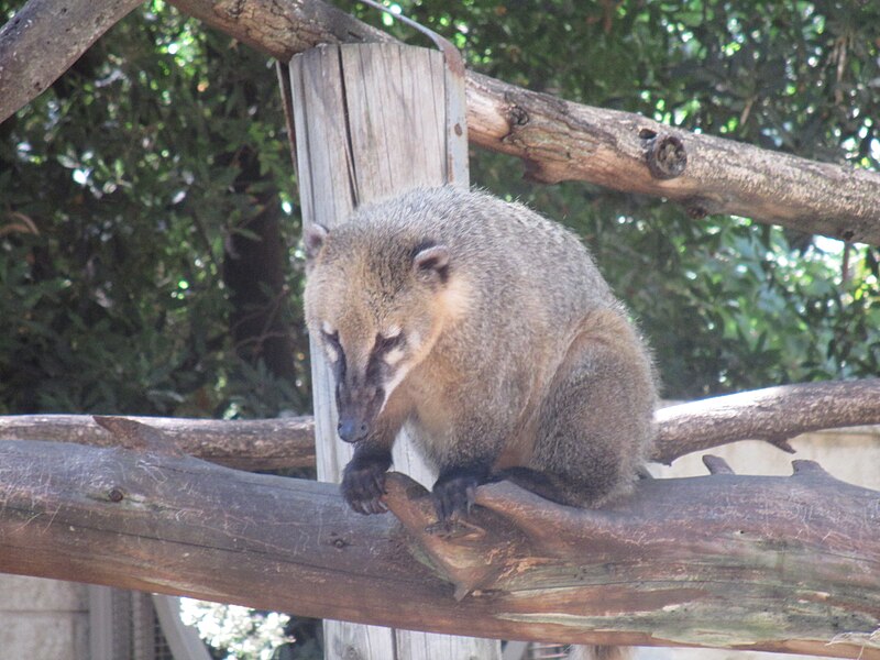 File:PikiWiki Israel 33157 Brown-nosed coati in Zoo-Botanical Garden Nahariya.JPG