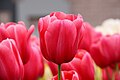 Pink tulips at Keukenhof, Holland