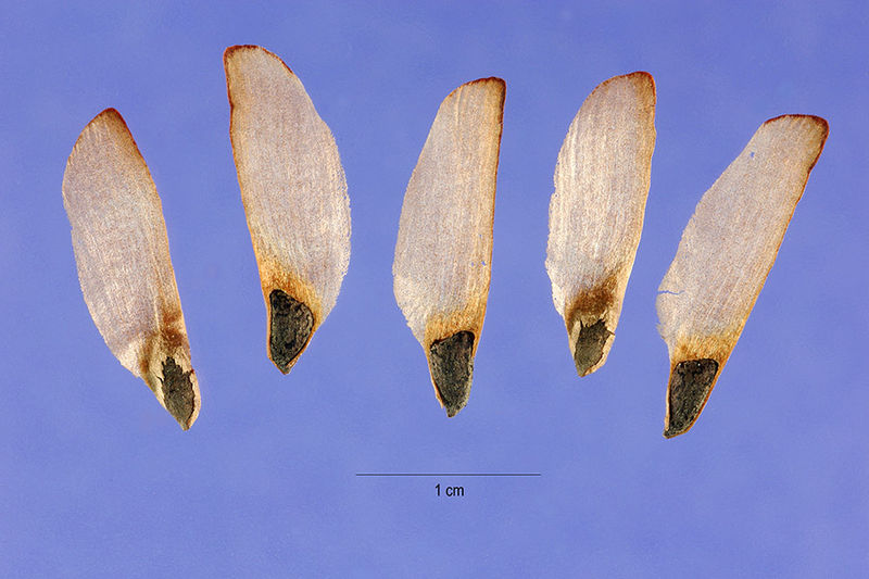 ファイル:Pinus clausa seeds.jpg