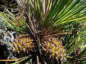 Cones. Mendocino, California