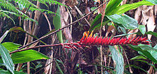 Pitcairnia brittoniana (9294681324) .jpg