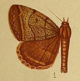 Plecopterodes heterochroa