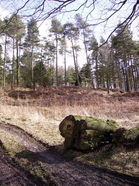 File:Plantation bellow Wakebarrow Scar - geograph.org.uk - 142099.jpg