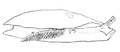 Pleurobranchus areolatus 2.png