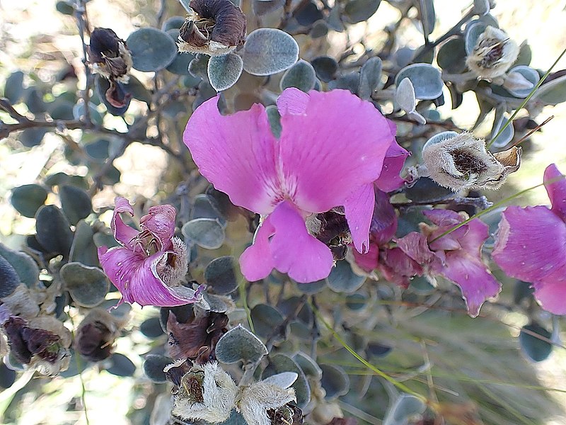 File:Podalyria burchellii.jpg