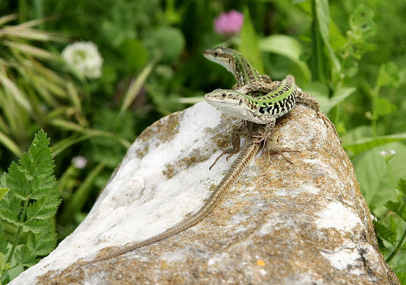 File:Podarcis sicula two on rock.JPG