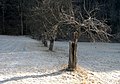 English: Knotty apple tree as part of the orchard meadow Deutsch: Knorriger Apfelbaum auf der Streuobstwiese