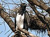Polemaetus bellicosus -Masai Mara-8.jpg