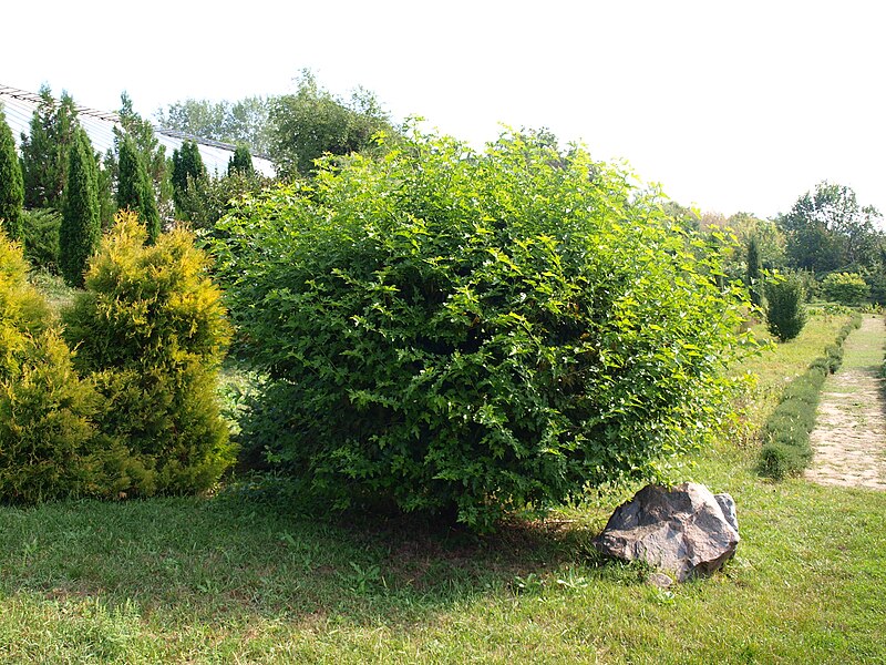 File:Poltava Botanical garden (25).jpg