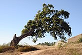Quercus suber (Fagaceae) Cork oak