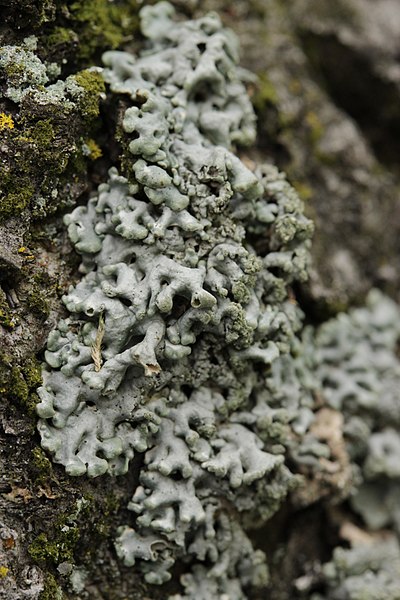 File:Powder-headed Tube Lichen - Hypogymnia tubulosa (40846868044).jpg