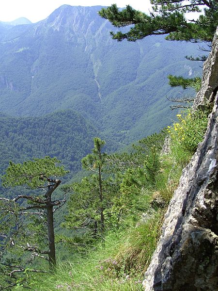 File:Prales Perucica, spodni dil z vyhlidky Dragas sedlo.jpg