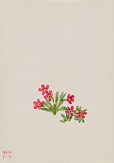 Primrose (Primula angustifolia)