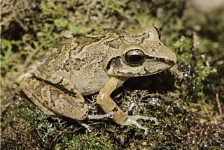 <i>Pristimantis vilarsi</i> Species of frog