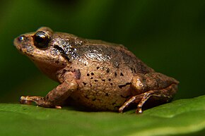 Descrizione dell'immagine Pristimantis scopaeus01.jpg.