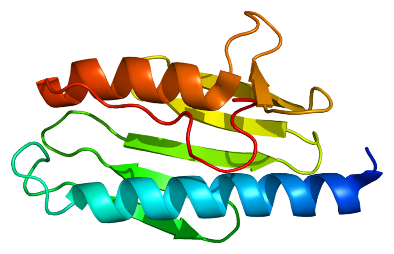 File:Protein FXN PDB 1ekg.png