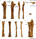 Thumbnail for File:Protoceratops ZPAL MgD-II 3 radius &amp; ulna.png