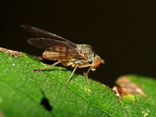 <i>Protoclythia rufa</i> Species of fly