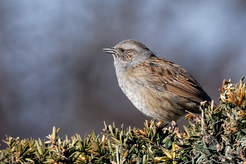 File:Prunella modularis Carrousel 20190216.jpg