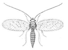 Psectra diptera.jpg