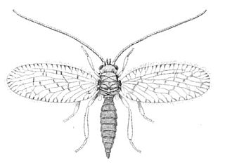 <i>Psectra diptera</i> Species of lacewing
