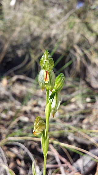 <i>Pterostylis umbrina</i> Species of orchid