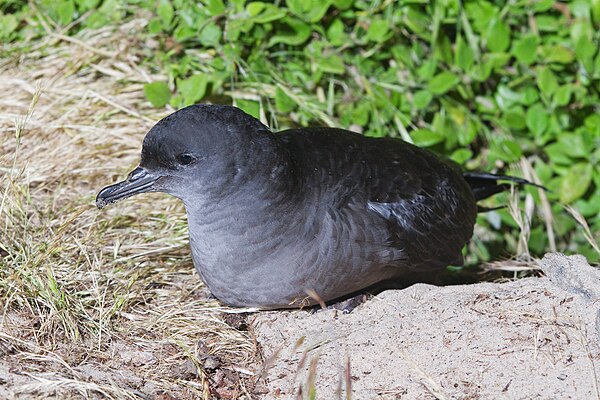 Adult near Burrow on Bruny Island. The photograph was taken at night.