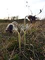 Pulsatilla pratensis