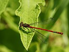 Pyrrhosoma nymphula