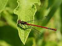 Pyrrhosoma Nymphula