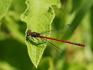 Male of the early adonis dragonfly (Pyrrhosoma nymphula)