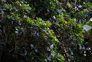 <i>Quercus copeyensis</i> Species of plant