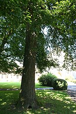 Chimay abbey park (Belgium)