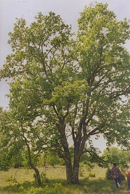 Portugese eik (Quercus faginea)