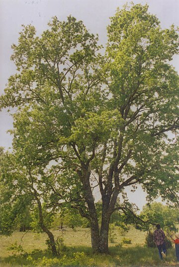 Quercus faginea