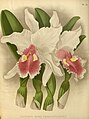 Cattleya warscewiczii (as syn. Cattleya gigas) Plate 505 in: R.Warner - B.S.Williams: The Orchid Album (1882-1897)