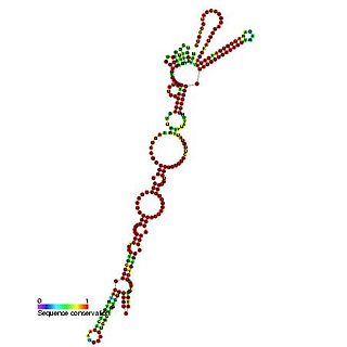 <span class="mw-page-title-main">Picornavirus internal ribosome entry site (IRES)</span>