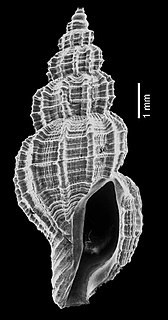 <i>Raphitoma margaritata</i> Extinct species of gastropod