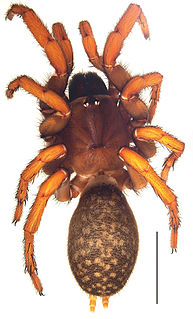 <i>Raveniola</i> Genus of spiders