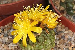 Rebutia cintia pm.jpg