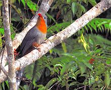 Red-billed Malkoha.jpg