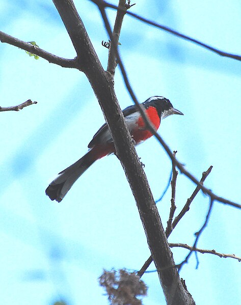 File:Red-breasted Chat.jpg