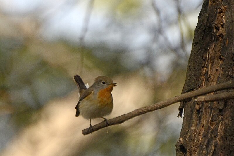 File:Red-breasted Flycatcher Ficedula parva from keoladeo national park JEG3015.jpg