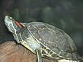 Roodwangschildpad (Trachemys scipta elegans), geïntroduceerd, in verwarmde vijvers in heel Nederland.